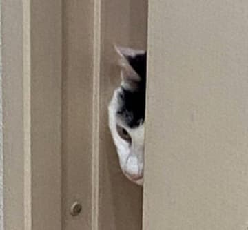 「ママが出てくる」と勘違いして、浴室のドアの前で待ち構えている猫→まさかの「同居猫の登場」で首をかしげる姿にクスッ！