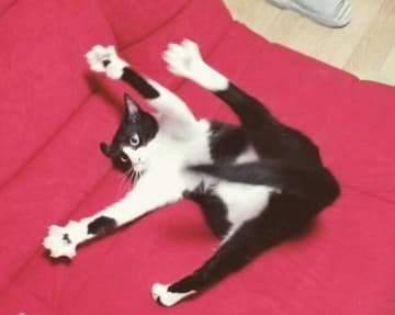 猫じゃらしで遊んでいるときに、コミカルな動きを見せる保護子猫→7年半後には「福々しい姿」で魅了するコに成長！