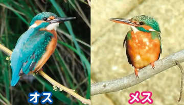 身近な鳥の名前がすぐわかる！ 初心者におすすめの野鳥図鑑【水辺編】｜バードウォッチング入門