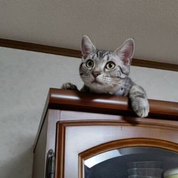 猫はなぜ登った場所から降りられなくなる？ 獣医師が理由を解説