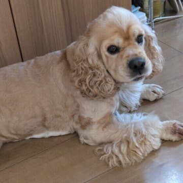 愛犬の夏バテ・熱中症を防ぐために！夏の散歩時に取り入れたい涼活