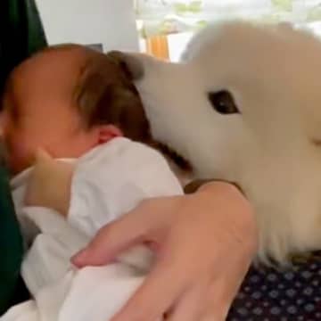 赤ちゃんに困惑していた大型犬→少しずつ距離が縮まって…1年後、思わず泣ける光景が84万再生「優しいお兄ちゃん」「素敵な関係」と感動の声