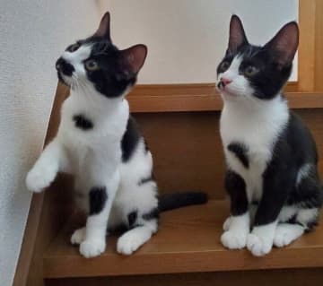 生後3カ月のころにお迎えした兄妹の保護子猫→「運命の出会い」からもうすぐ2年、立派に成長した姿にほっこり！