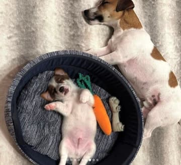 遊び疲れて“おなか丸出し”で眠る生後2カ月の子犬が「大物になりそう」→2年後、さらにのびのびと成長した姿にほっこり！