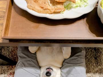夕食をとっていると、股の隙間に柴犬が入り込み？　賢すぎる行動に「顔を見て笑った」