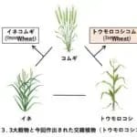世界初　コムギとトウモロコシの雑種が誕生　東京都立大学などが発表