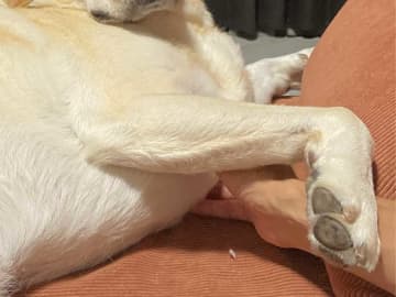 ラブラドールレトリバーの顔が超眠そう　飼い主が「散歩に行くよ」と声をかけた結果【かわいすぎる】
