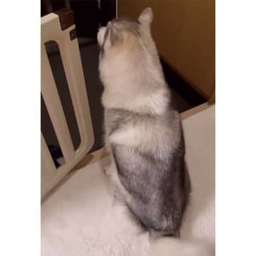 「大好きなお姉ちゃん」が帰ってきた気配に気づいたハスキー→玄関に向かいオスワリして待つ健気な姿が愛おしい！