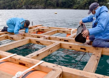 三浦・小網代湾の養殖カキ、初出荷　上々の評判、肉厚でうまみ成分が豊富