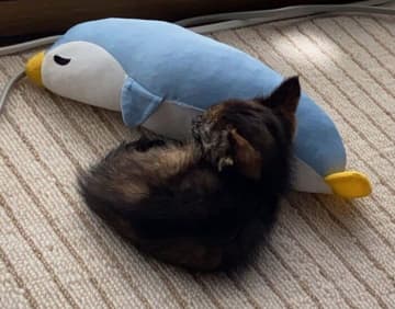 猫風邪を患っていた子猫を保護　体調がいつ急変してもおかしくない状態を乗り越えた「5年後の姿」にほっこり！