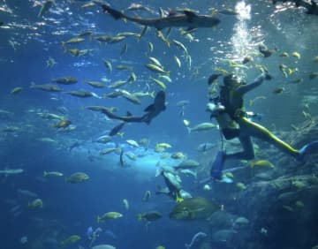 【新江ノ島水族館】「入場料2500円は高い」の声も…それでもイルカショーがスゴすぎて「また行きたい」と絶賛されるワケとは