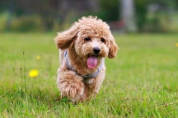 わんわんマルシェやチャレンジコーナーなど愛犬と楽しむ2日間★「こうらわんわんフェスタ」開催！【10月25日・26日/道の駅こうら】