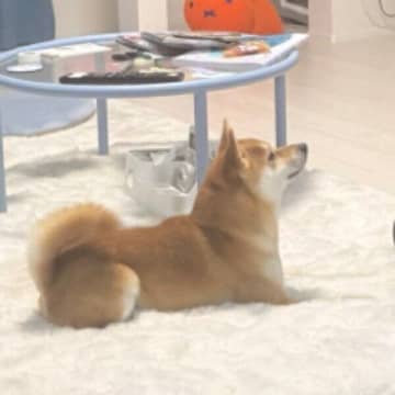 何かを見つめる柴犬、視線の先には「初対面の人の存在」が！　シュールすぎる光景にクスッ