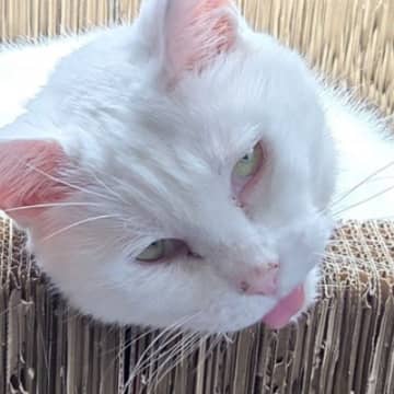 なんとも言えない表情をしている猫→実は……嘘みたいな『表情の理由』に爆笑の声「信じられないｗ」「想像で気持ちよくなってそうｗ」と3万いいね