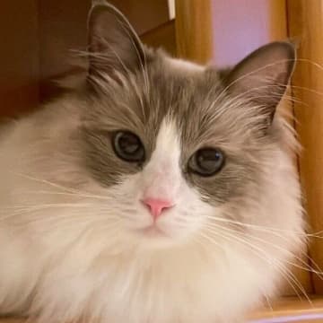 「本当に同じ猫!?」と大笑い！　ママとパパで“表情が激変する猫”のギャップがすごかった