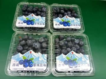 標高3700メートルのチベット高原で育った高級ブルーベリー―中国