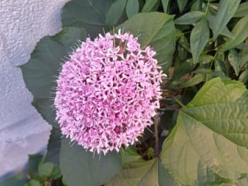 【夏の道端の怖い雑草】蝶も集まる可愛いお花、実は『臭い』が名前につき、しぶといの？「牡丹臭木」とは？