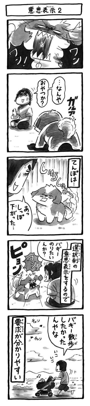 愛犬のしっぽが教えてくれる！わかりやすい意思表示|連載「シーズー犬のてんぽ」第282回
