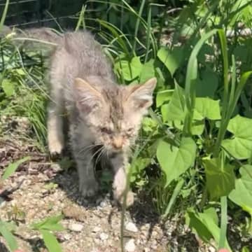 1匹でさまよっていた『ガリガリに痩せた子猫』を保護して４日…涙あふれる『変化の様子』に「助けてくれてありがとう」「幸せになってね」の声