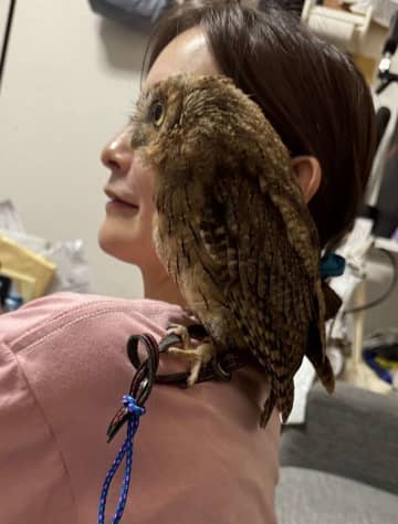 人間とフクロウの〝完全なる一体化〟に10万人驚がく　「重なりeye」「完璧じゃねぇかwww」