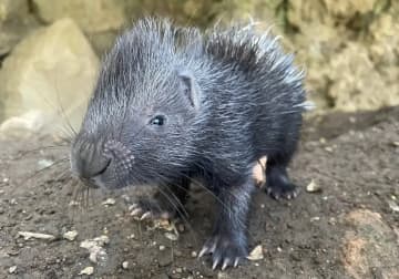 伊豆シャボテン動物公園、インドタテガミヤマアラシの赤ちゃん誕生　双子と一緒に成長中