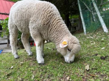 「門限2時間過ぎてた」子羊、飼育員さんに連れ戻される姿がSNSで話題に⇒「甘えたさんなのかな？」「絶対に抱っこ待ち」