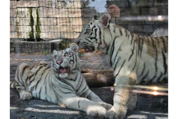 東武動物公園、料金改定へ　入園券は大人1900円→2300円に…2025年10月1日から
