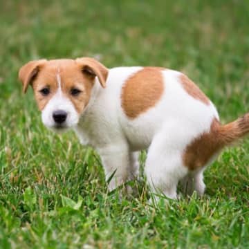 犬が『ウンチ』をするときにみせるサイン5選　排泄時、飼い主がすべき正しい対応まで