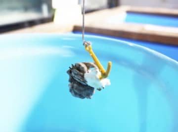 あの人気者、釣ったことある？連れなくても持ち帰れるよ♪【9/4~28】殻の中から目が合った！ヤドカリ釣り体験！【ブルーメの丘】