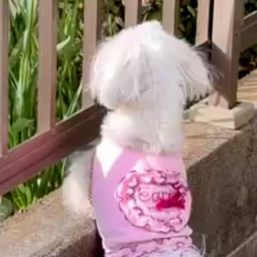 『90歳を超えたおばあちゃん』に遊んでもらっていた犬→なぜか庭でソワソワして…涙腺崩壊する『隣の家を見つめる姿』が26万再生「泣いた…」