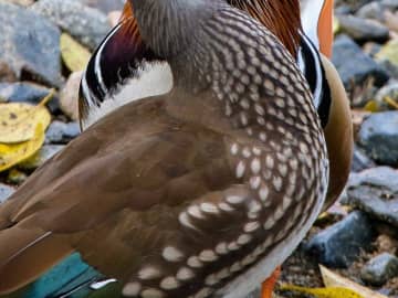 【おしどり夫婦】野鳥を連写　撮影者が思わず『ガッツポーズ』した1枚とは？