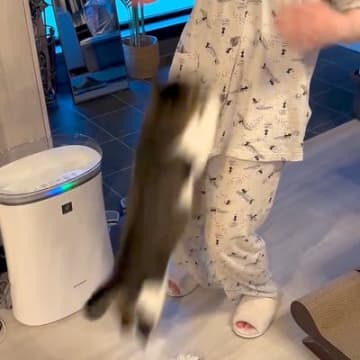 保護ネコの前に立って『胸をトントン』と叩くと…飼い主さんに見せた『まさかの特技』に「うらやましすぎる」「幸せが溢れてて涙」と5万再生の反響
