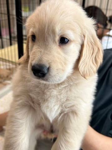 お迎え当初、先住犬と警戒し合っていたゴールデン子犬→約1年の月日を経て“程よい距離感”になった様子に癒やされる