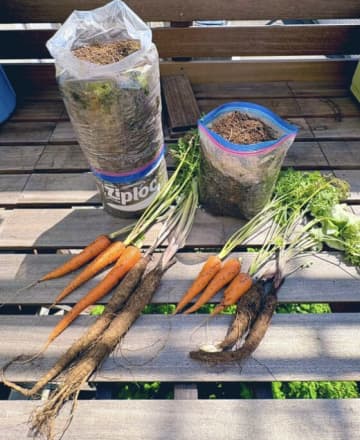 「信じられるかい？これ、ジップ要ロックで育ったんだぜ」プランター不の家庭菜園ハックで育った野菜が見事すぎた