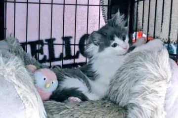 生後2カ月のころは「小さくてパヤパヤしていた」保護子猫→約1年で大きく成長しても「まだまだ絶賛赤ちゃん中」なビフォーアフターにほっこり！