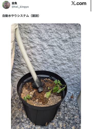 エアコンの排水ホースが植木鉢に直行！？自動水やりシステム投稿に「すごい！発想の転換ですね！」と称賛の声も
