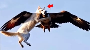 ワシに襲われ、空高く連れ去られた猫　なす術なく人々が見守るなか、その運命は…