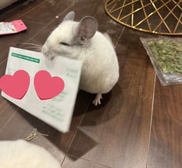 飼い主から〝まさかのモノ〟奪おうとしたチンチラに3.3万人破顔　「払いたくなる」「絶妙な顔が可愛すぎ」