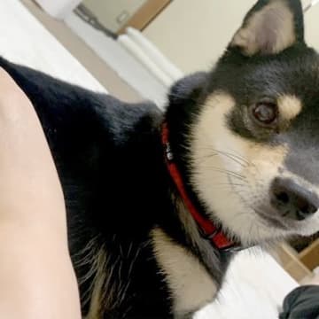 くつろいでいる豆柴の『おしり』を見てみたら…とんでもなく可愛い『ハートマークを隠し持つ光景』が194万表示「知らなかった」「柴トリビア」