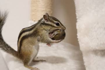 好物のクルミかと思ったら…リスが抱きしめていたものに驚き、愛情あふれる子育て姿に「しっかり母なんですね」