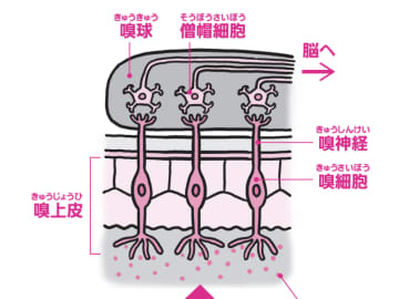 鼻をつまむと味がわからなくなるのは、なぜ？【眠れなくなるほど面白い 図解 解剖学の話】