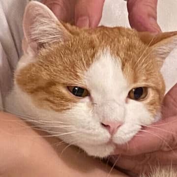 心を許した人だからこそ見せる猫のしぐさは何がある？獣医師に聞いた