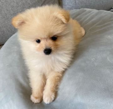 あどけない顔が愛らしいポメラニアンの子犬→4年後、垂れ耳のまま「ライオン」のような“ふわもこ姿”に！