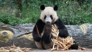 パンダのシャンシャン、タケノコを独り占め　中国四川省