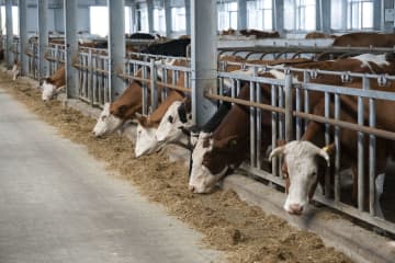 混合飼料の供給で過放牧問題を改善　中国内モンゴル自治区