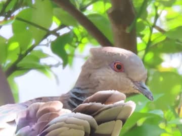 「今日はなんかいいことありそう」　柿の木にとまるハト、カメラに向けていたのは…
