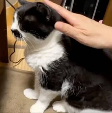 昼寝後のナデナデを堪能する19才のシニア猫、飼い主がなでる手を止めると→“甘えん坊全開”なしぐさが愛おしい！