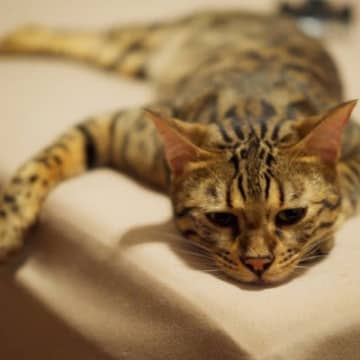 猫が本当に具合が悪いときに出す『SOS』4選　即受診すべき危険すぎるサインとは