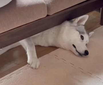 ソファの下でくつろぐハスキー、真上に先住柴がいることに気づくと目が泳ぎ「ヤベッ……」と驚くような反応に!?