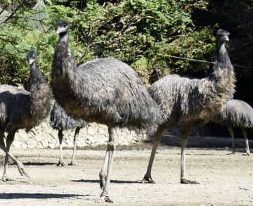 住宅から大型鳥「エミュー」逃げる　茨城・取手